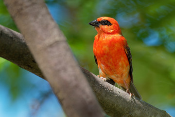 Madagascar Red Fody - Foudia madagascariensis red bird on the green and palm tree found in forest clearings, grasslands and cultivated areas, in Madagascar it is pest of rice cultivation