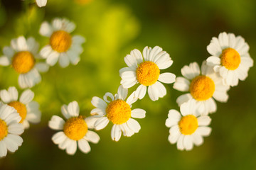 Fototapeta premium beautiful white Chamomile on green background