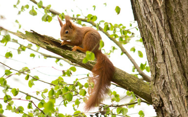 squirrel on tree