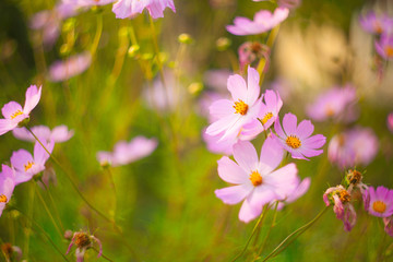 beautiful   pink  Cosmea on green background
