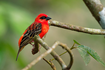 Madagascar Red Fody - Foudia madagascariensis red bird on the green and palm tree found in forest clearings, grasslands and cultivated areas, in Madagascar it is pest of rice cultivation