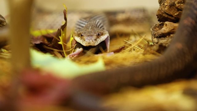 Selective focus closeup of pet serpent feeding in terrarium, snake swallowing dead brown rat over pine needles. Snakes body out of focus in foreground