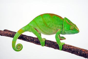 Parson's chameleon / Parsons Chamäleon (Calumma parsonii parsonii)  © bennytrapp