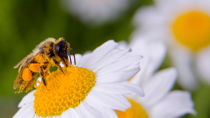 closeup of bee on flower