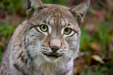 portrait of a lynx