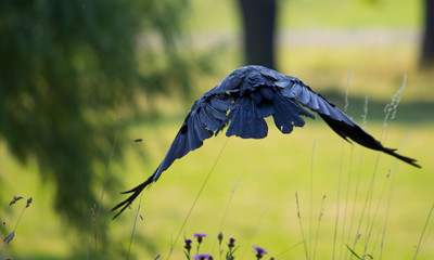 flying crow