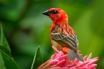 Madagascar Red Fody - Foudia madagascariensis red bird on the green and palm tree found in forest clearings, grasslands and cultivated areas, in Madagascar it is pest of rice cultivation