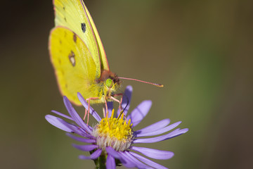 brimstone butterfly on flower
