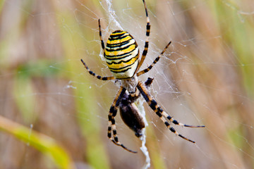 wasp spider on web