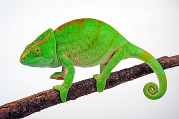 Parson's chameleon / Parsons Chamäleon (Calumma parsonii parsonii)  © bennytrapp