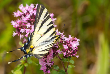 swallowtail on pink flower