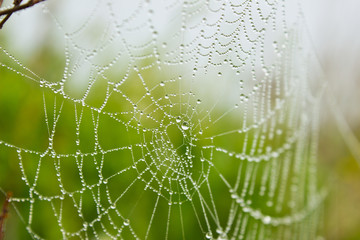 spider web with dew