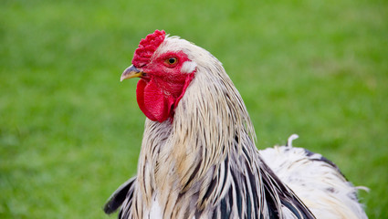 portrait of a chicken