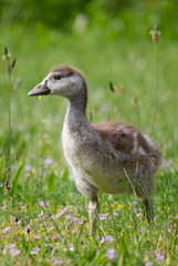 duck on grass