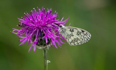 chessboard butterfly on flower