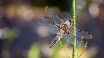 dragonfly on green leaf