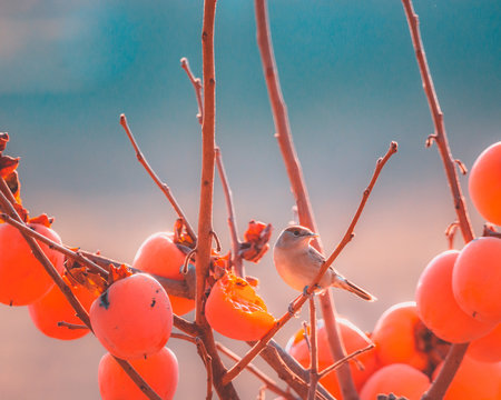 capinera femmina che mangia cachi maturi