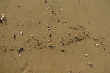 Fototapeta na wymiar Sea Texture with Seashells at a Beach in Thailand