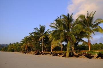 Fototapeta na wymiar Tropical Palm Trees on a Beach in Thailand