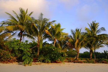 Tropical Palm Trees on a Beach in Thailand