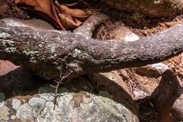 Closeup of brazilian stick-beetle