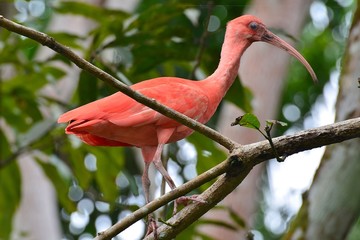 Scharlachsichler (Eudocimus ruber) © Christian