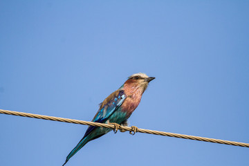 Lillac-breasted Roller on a powerline