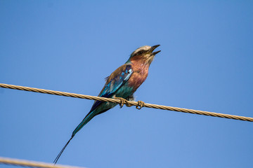 Lillac-breasted Roller on a powerline
