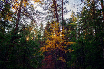 Sunny day in the autumn forest. The warm autumn sun illuminates the trunks of fir trees in a colorful autumn forest.