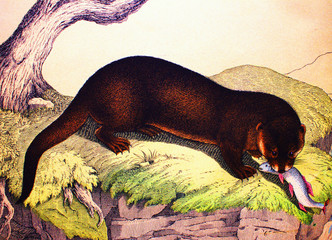 Ordinary otter in a vintage book History of animals, by Shubert/Korn, 1880, St. Petersburg