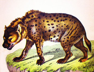 Spotted hyena in a vintage book History of animals, by Shubert/Korn, 1880, St. Petersburg