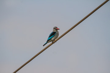 Mangove Kingfisher on a powerline