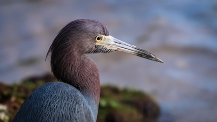 Little Blue Heron