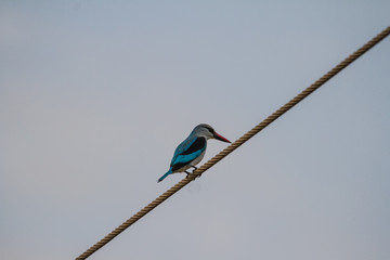 Mangove Kingfisher on a powerline