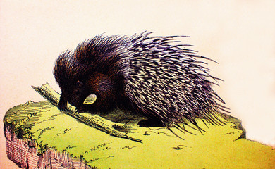 Porcupine in a vintage book History of animals, by Shubert/Korn, 1880, St. Petersburg