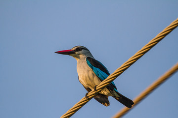 Mangove Kingfisher on a powerline