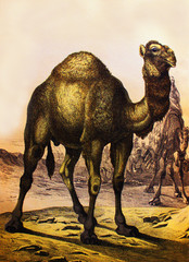 Dromedary or arabian camel in a vintage book History of animals, by Shubert/Korn, 1880, St. Petersburg