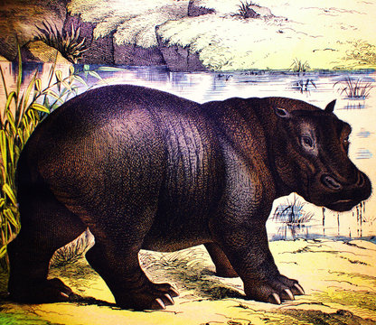 Hippopotamus in a vintage book History of animals, by Shubert/Korn, 1880, St. Petersburg