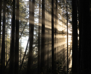 Sun shining through the trees on a winter morning in the forest