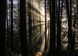Fototapeta premium Sun beams shining through trees in forest