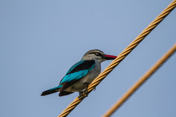 Mangove Kingfisher on a powerline