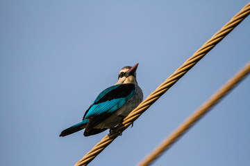 Mangove Kingfisher on a powerline