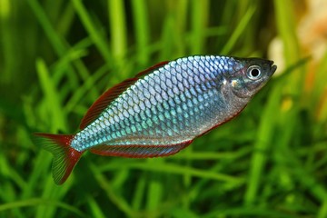Dwarf rainbowfish Melanotaenia praecox in freshwater aquarium - 313004108