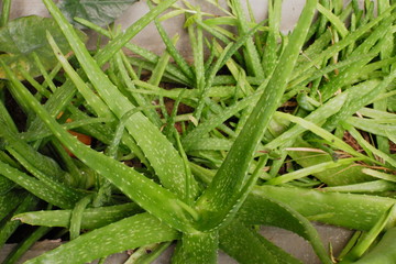 Aloe vera plant in the garden