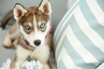 Cute husky puppy on sofa at home © Pixel-Shot