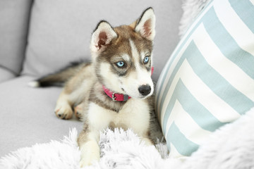Cute husky puppy on sofa at home