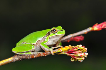 Beautiful Europaean Tree frog Hyla arborea - Stock Image