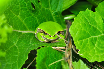 Beautiful Europaean Tree frog Hyla arborea - Stock Image