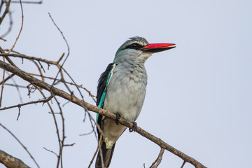 Mangrove Kingfisher sitting on a powerline
