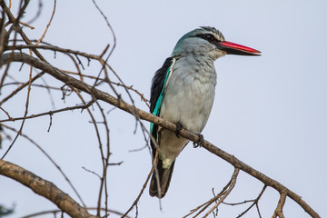 Mangrove Kingfisher sitting on a powerline